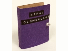 Renal Glomerulus